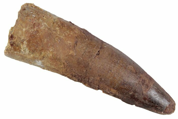 Fossil Spinosaurus Tooth - Real Dinosaur Tooth #367939